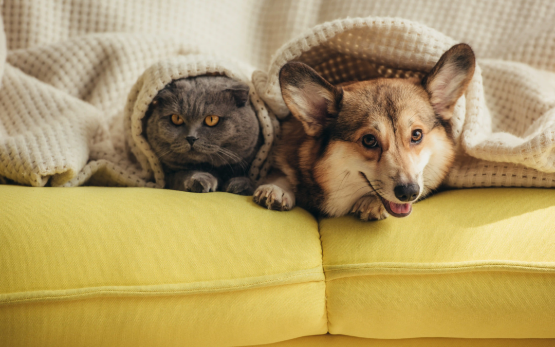 Air Quality Tips for Pet Owners